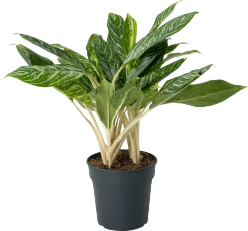 Aglaonema (Aglaonema 'Golden Madonna') D 24 H 60 Cm