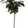 Rubberboom (Ficus Elastica 'Abidjan') D 24 H 120 Cm -Tuinplanten Winkel 8720196957408 0