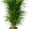 Drakenbloedboom (Dracaena Reflexa 'Anita') D 27 H 110 Cm -Tuinplanten Winkel 8720196961245 0