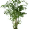 Mexicaanse Dwergpalm (Chamaedorea Seifrizii) D 27 H 160 Cm -Tuinplanten Winkel 8720196961665 0