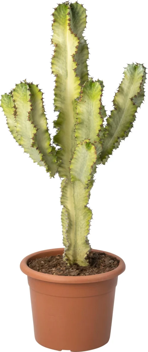 Cowboy-cactus (Euphorbia Ingens Marmorata) D 24 H 70 Cm