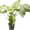 Alocasia (Alocasia Macrorrhiza 'Splash') D 24 H 90 Cm -Tuinplanten Winkel 8720196965953 0