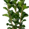 Vioolbladplant (Ficus Lyrata 'Bambino') D 27 H 100 Cm 1 Vioolbladplant (Ficus Lyrata 'Bambino') D 27 H 100 Cm -Tuinplanten Winkel 8720196966288 0 scaled