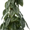 Philodendron (Philodendron Brandtianum) D 16 H 60 Cm 1 Philodendron (Philodendron Brandtianum) D 16 H 60 Cm -Tuinplanten Winkel 8720196966622 0 scaled