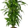 Drakenbloedboom (Dracaena Fragrans 'Art') D 24 H 110 Cm 1 Drakenbloedboom (Dracaena Fragrans 'Art') D 24 H 110 Cm -Tuinplanten Winkel 8720196966684 0