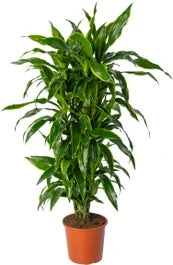 Drakenbloedboom (Dracaena Fragrans 'Art') D 24 H 110 Cm