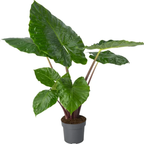 Alocasia (Alocasia 'Imperial Red') D 24 H 110 Cm