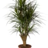 Drakenbloedboom (Dracaena Marginata 'Magenta') D 27 H 120 Cm