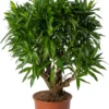 Drakenbloedboom (Dracaena Reflexa 'Song Of Jamaica') D 27 H 90 Cm -Tuinplanten Winkel 8720196967483 0