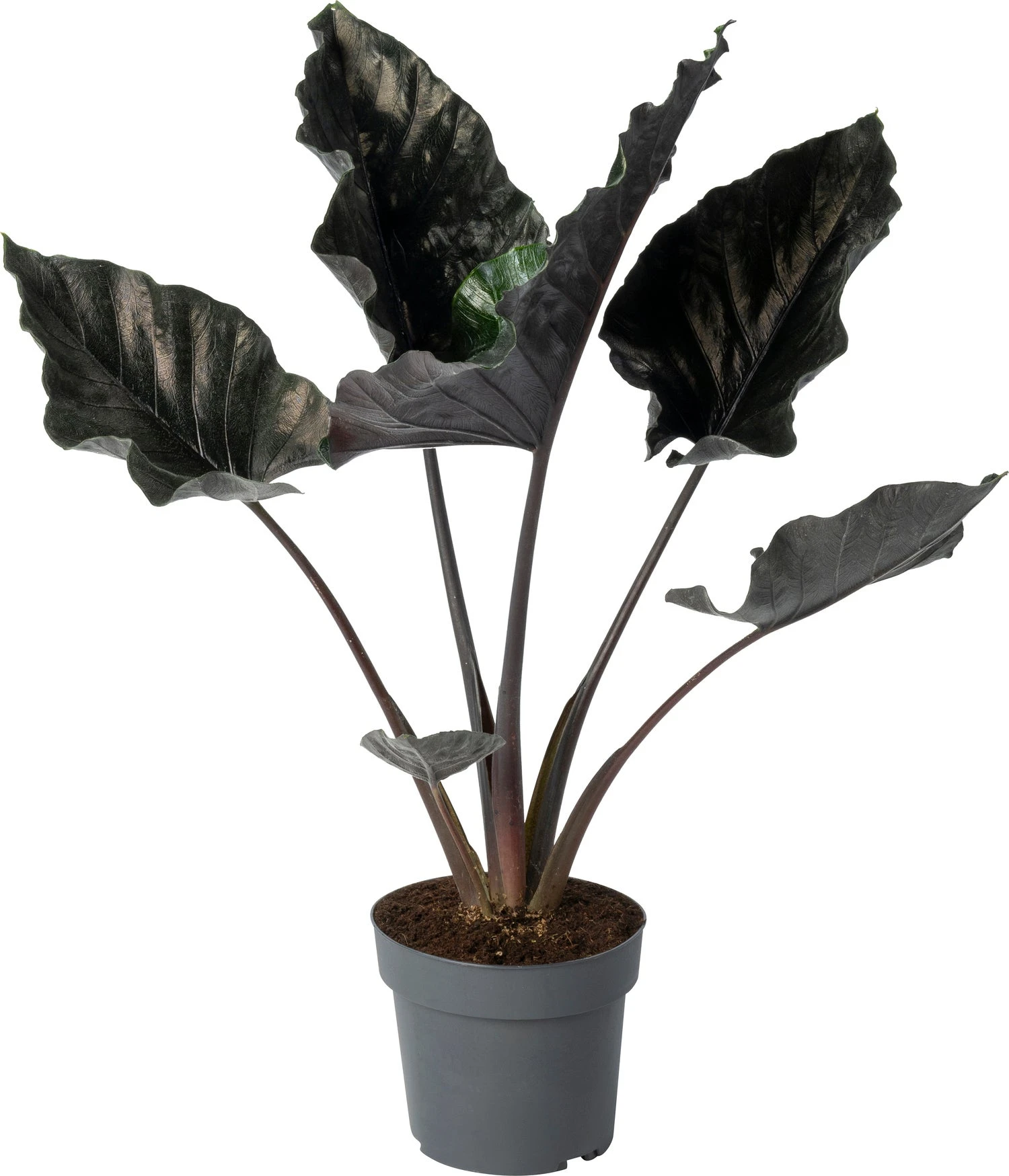 Alocasia (Alocasia Chienlii 'Antoro Velvet') D 24 H 90 Cm 3 Alocasia (Alocasia Chienlii 'Antoro Velvet') D 24 H 90 Cm