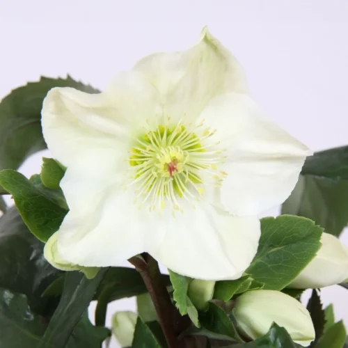 Kerstroos (Helleborus (HGC) 'Ice N' Roses® White') D 15 H 40 Cm -Tuinplanten Winkel 8720254931128 2