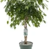 Treurvijg Op Gevlochten Stam (Ficus Benjamina 'Adora') D 27 H 120 Cm -Tuinplanten Winkel 8720256488057