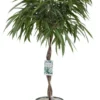 Rubberboom (Ficus Binnendijkii 'Alii') D 27 H 120 Cm -Tuinplanten Winkel 8720256488071 0