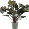 Philodendron (Philodendron 'Red Beauty') D 27 H 100 Cm -Tuinplanten Winkel 8720256488095 0