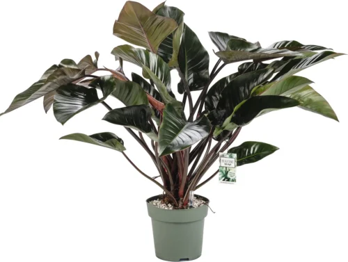 Philodendron (Philodendron 'Red Beauty') D 27 H 100 Cm