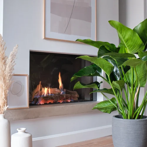 Philodendron (Philodendron 'Green Beauty') D 27 H 90 Cm -Tuinplanten Winkel 8720256488101 14