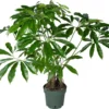 Philodendron Op Stam (Philodendron 'Fun Bun') D 30 H 130 Cm 2 Philodendron Op Stam (Philodendron 'Fun Bun') D 30 H 130 Cm -Tuinplanten Winkel 8720256488149