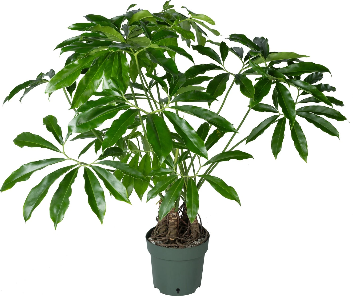 Philodendron Op Stam (Philodendron 'Fun Bun') D 30 H 130 Cm 3 Philodendron Op Stam (Philodendron 'Fun Bun') D 30 H 130 Cm