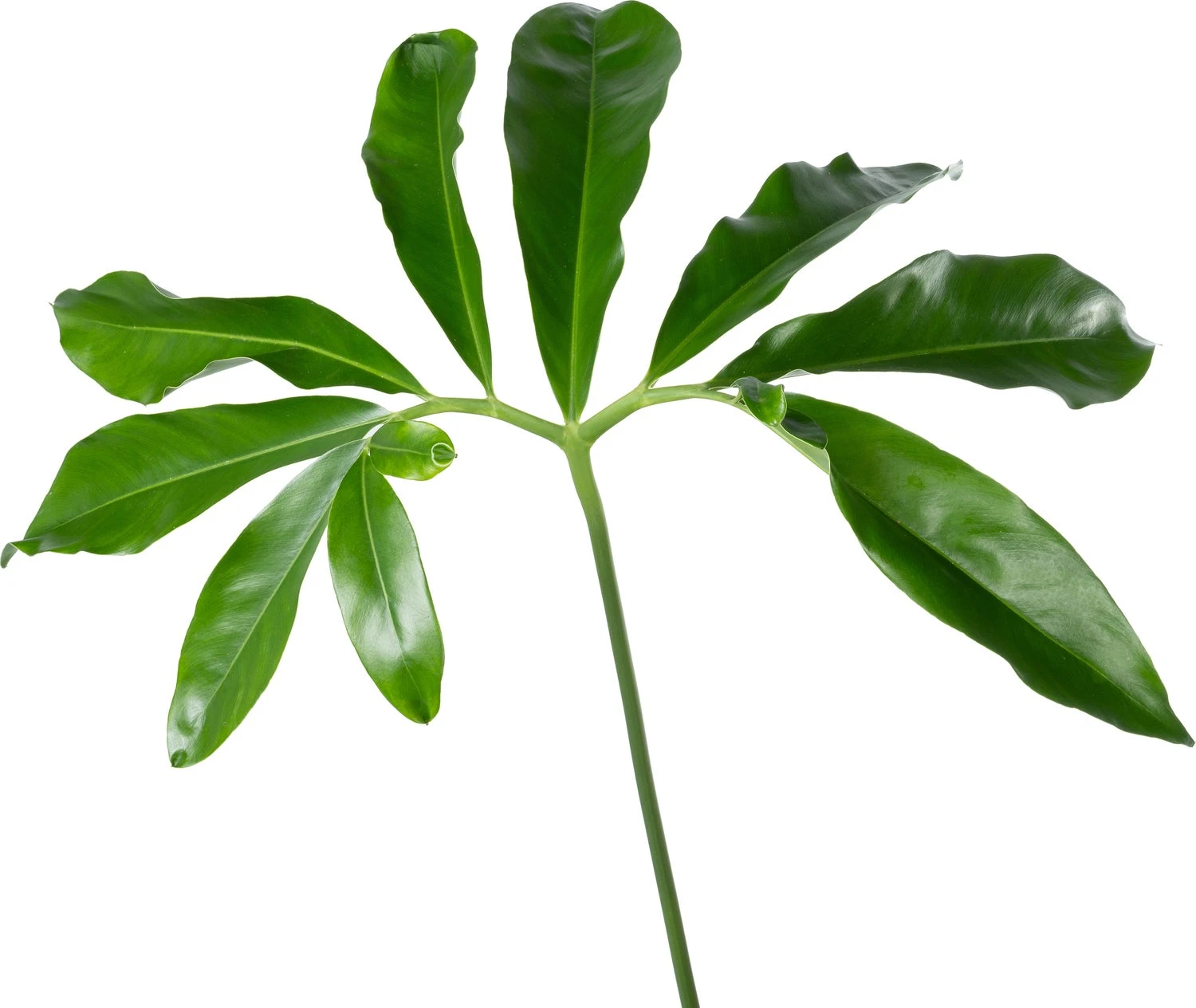 Philodendron Op Stam (Philodendron 'Fun Bun') D 30 H 130 Cm 4 Philodendron Op Stam (Philodendron 'Fun Bun') D 30 H 130 Cm - Afbeelding 2