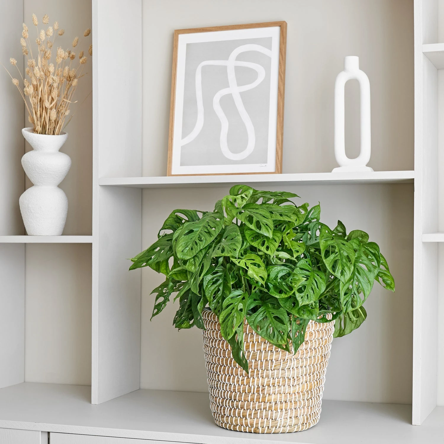 Gatenplant (Monstera 'Monkey Mask') D 27 H 60 Cm 4 Gatenplant (Monstera 'Monkey Mask') D 27 H 60 Cm - Afbeelding 2