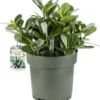 Clusia (Clusia Rosea) D 27 H 65 Cm -Tuinplanten Winkel 8720256488248 0