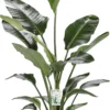 Paradijsvogelplant (Strelitzia Nicolai) D 27 H 150 Cm 1 Paradijsvogelplant (Strelitzia Nicolai) D 27 H 150 Cm -Tuinplanten Winkel 8720256488453 0 scaled
