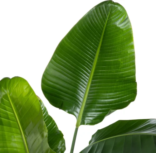 Paradijsvogelplant (Strelitzia Nicolai) D 27 H 150 Cm -Tuinplanten Winkel 8720256488453 1