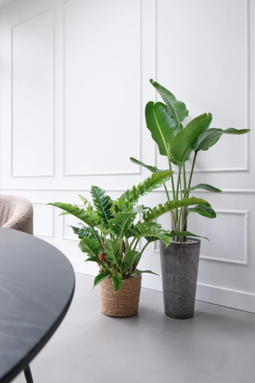 Paradijsvogelplant (Strelitzia Nicolai) D 27 H 150 Cm -Tuinplanten Winkel 8720256488453 27