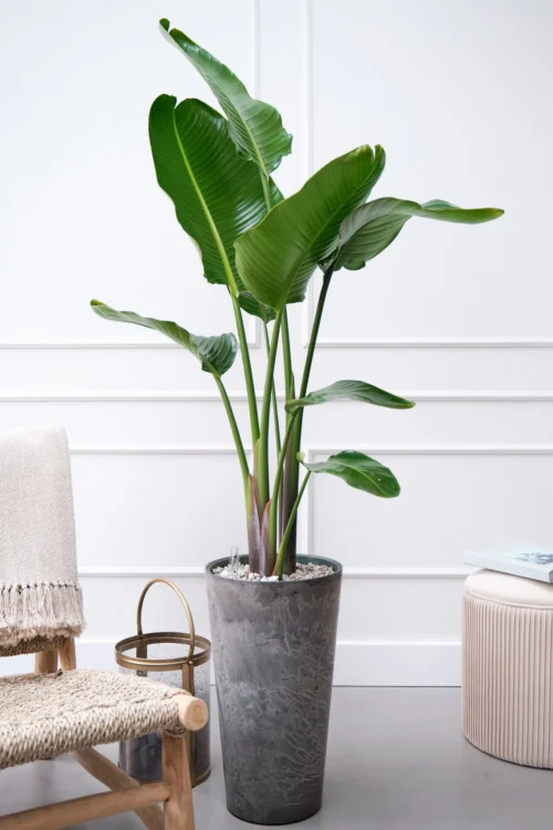 Paradijsvogelplant (Strelitzia Nicolai) D 27 H 150 Cm -Tuinplanten Winkel 8720256488453 28