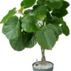 Afrikaanse Vijg (Ficus Umbellata) D 27 H 130 Cm