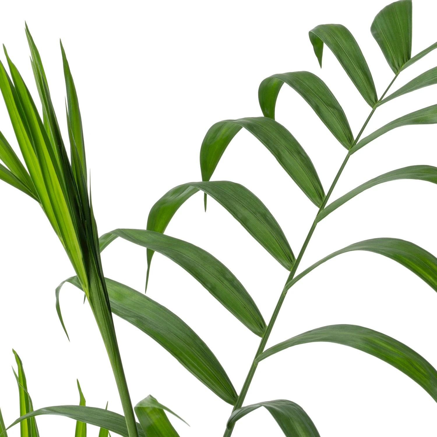 Beautanic Lifestyle Mexicaanse Dwergpalm (Chamaedorea Seifrizii) D 27 H 130 Cm 4 Beautanic Lifestyle Mexicaanse Dwergpalm (Chamaedorea Seifrizii) D 27 H 130 Cm - Afbeelding 2