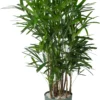 Bamboepalm (Rhapis Excelsa) D 30 H 140 Cm -Tuinplanten Winkel 8720256488903