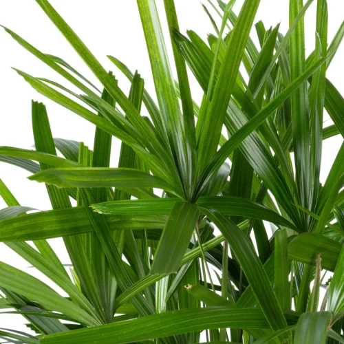 Bamboepalm (Rhapis Excelsa) D 30 H 140 Cm -Tuinplanten Winkel 8720256488903 3