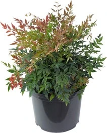 Hemelse Bamboe (Nandina Domestica) H 100 Cm