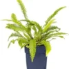 Dubbelloof (Blechnum Spicant) D 9 H 15 Cm 2 Dubbelloof (Blechnum Spicant) D 9 H 15 Cm -Tuinplanten Winkel 8720879235274 0