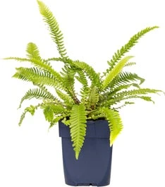 Dubbelloof (Blechnum Spicant) D 9 H 15 Cm