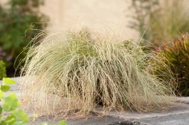 Zegge (Carex Comans 'Frosted Curls') D 23 H 40 Cm 3 Zegge (Carex Comans 'Frosted Curls') D 23 H 40 Cm