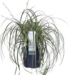 Japanse Zegge (Carex Morrowii 'Feather Falls') D 9 H 15 Cm 3 Japanse Zegge (Carex Morrowii 'Feather Falls') D 9 H 15 Cm