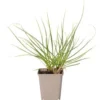Pampasgras (Cortaderia Selloana 'Rosea') D 23 H 40 Cm 1 Pampasgras (Cortaderia Selloana 'Rosea') D 23 H 40 Cm -Tuinplanten Winkel 8720879235557 0
