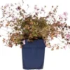 Ooievaarsbek (Geranium 'Dusky Crug') D 9 H 15 Cm 2 Ooievaarsbek (Geranium 'Dusky Crug') D 9 H 15 Cm -Tuinplanten Winkel 8720879235779 0
