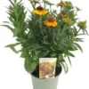 Zonnekruid (Helenium 'Short 'n Sassy') D 9 H 15 Cm 2 Zonnekruid (Helenium 'Short 'n Sassy') D 9 H 15 Cm -Tuinplanten Winkel 8720879235885 0