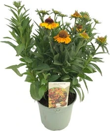 Zonnekruid (Helenium 'Short 'n Sassy') D 9 H 15 Cm