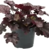 Purperklokje (Heuchera 'Black Pearl') D 9 H 15 Cm 2 Purperklokje (Heuchera 'Black Pearl') D 9 H 15 Cm -Tuinplanten Winkel 8720879235984 0