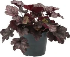 Purperklokje (Heuchera 'Black Pearl') D 9 H 15 Cm