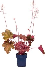 Purperklokje (Heuchera 'Fire Chief') D 9 H 15 Cm