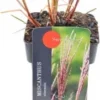 Chinees Riet (Miscanthus Sinensis 'Flamingo') D 19 H 30 Cm -Tuinplanten Winkel 8720879236349 0