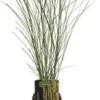 Chinees Riet (Miscanthus Sinensis 'Gracillimus') D 28 H 60 Cm 2 Chinees Riet (Miscanthus Sinensis 'Gracillimus') D 28 H 60 Cm -Tuinplanten Winkel 8720879236363 0