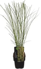 Chinees Riet (Miscanthus Sinensis 'Gracillimus') D 28 H 60 Cm