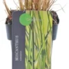 Chinees Riet (Miscanthus Sinensis 'Gracillimus') D 19 H 30 Cm 2 Chinees Riet (Miscanthus Sinensis 'Gracillimus') D 19 H 30 Cm -Tuinplanten Winkel 8720879236370 0