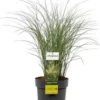 Chinees Riet (Miscanthus Sinensis 'Kleine Silberspinne') D 28 H 60 Cm -Tuinplanten Winkel 8720879236400 0